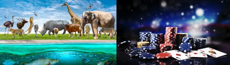 Wild Animals and Casino Items